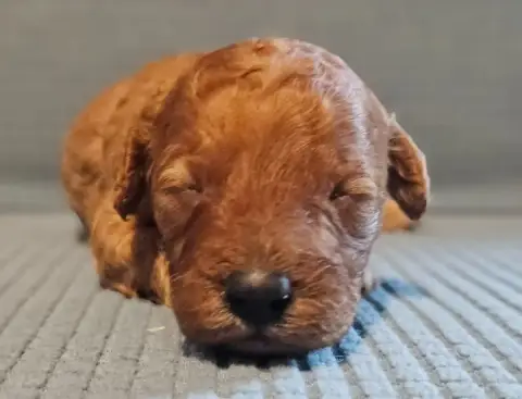 Caniche  Chiot N°4 De L'Angelarde