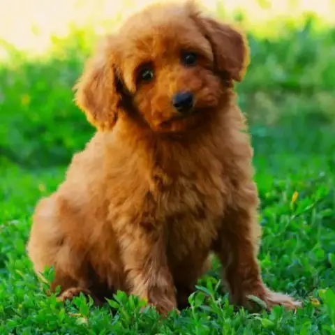 Magnifiques Chiots Caniche Petits Nain Fauve