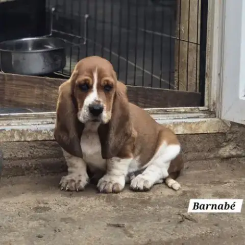 Chiot Basset Hound