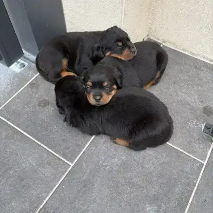 Vend Chiot Rottweiller