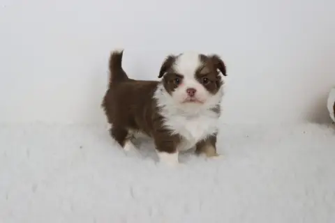 Chihuahua  Poil Long Chocolat De La Grande Equinoxe e5559