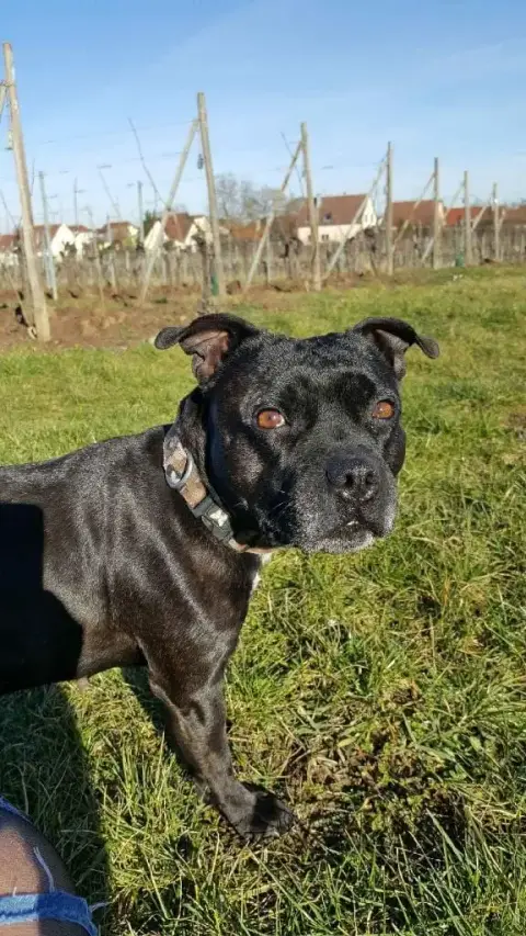 Staffordshire Bull Terrier  Chiot N°5 Black Ghost Tek 5a61e photo 2