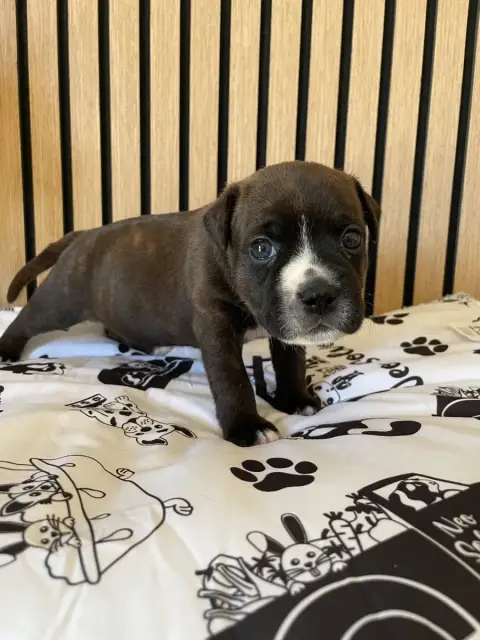 Staffordshire Bull Terrier  Chiot N°2 Of The Bubble S 8149f photo 2
