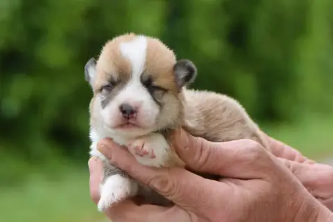 Welsh Corgi Pembroke  Brassens De La Folle Emprise