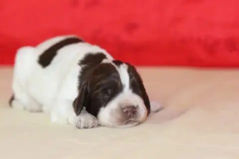 English Springer Spaniel photo 2