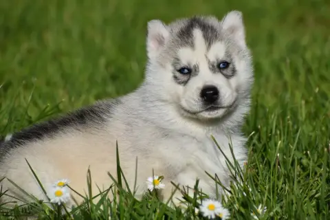 Siberian Husky  Chiot N°1 Du Chalet Des Edelweiss
