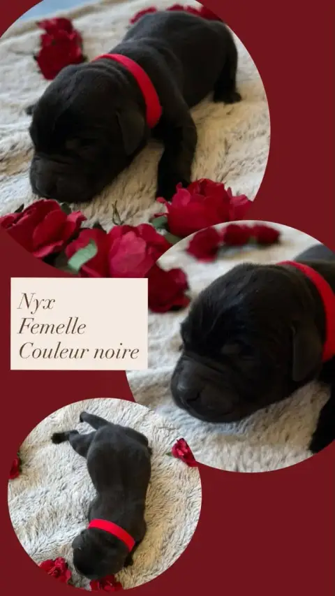 Labrador Retriever  Nyx Du Domaine Des Belles Aubois de6b9
