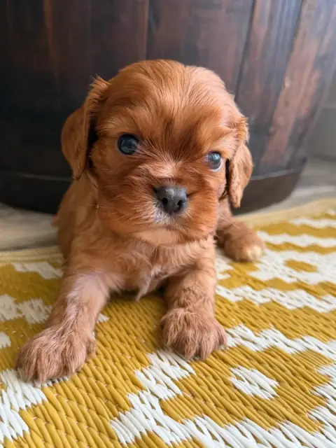 Cavalier King Charles Spaniel  Boris De La Cour De Mi b74e9 photo 3