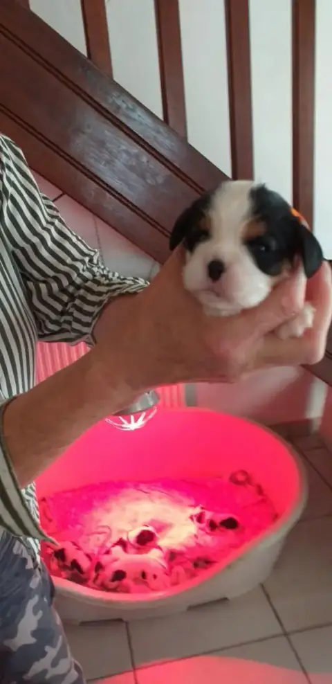 Cavalier King Charles Spaniel  Chiot 5 Du Val De Cour 3c3c6 photo 2