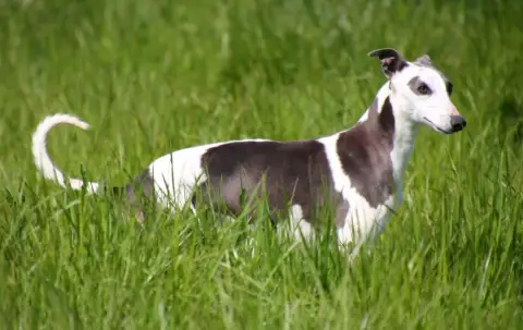 Whippet  Chiot N°4 Du Domaine Le Haut Blanc Mesnil photo 3