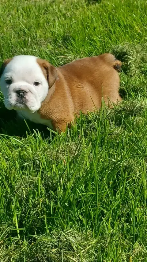 Bulldog Anglais  Chiot N°3 Stocky Family