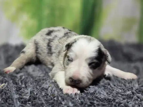 Border Collie 
                        Femelle Bleue  5b04e