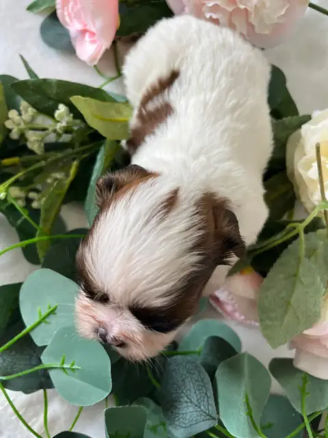 Shih Tzu  Brisbane Del Sole Splendente photo 2