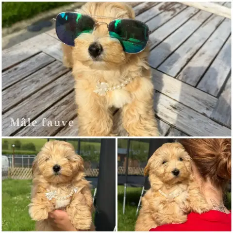 Bichon Havanais  Mâle Fauve Des Terres De L'Avesnois 03b41