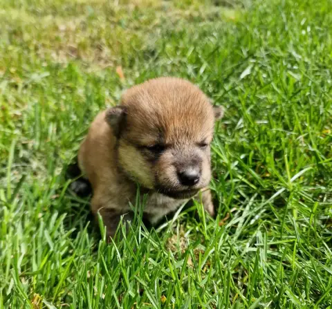 Shiba