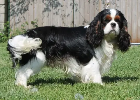 Cavalier King Charles Spaniel  Chiot N°1 Du Souvenir  d8f4d photo 2