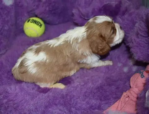 Cavalier King Charles Spaniel 
                       627b0 photo 2