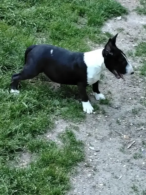 Bull Terrier Miniature  Chiot N°2 photo 3