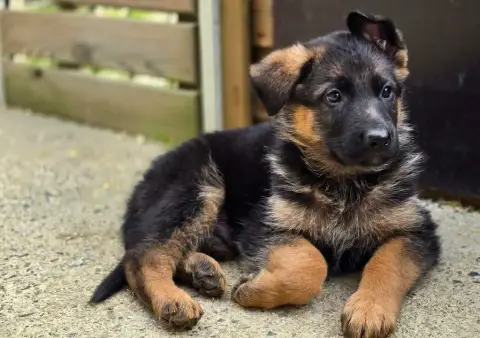 Berger Allemand  Balto Du Haut Atlas