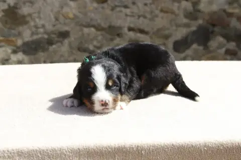 Bouvier Bernois  Chiot 4 De La Vallée De L'Hyrome
