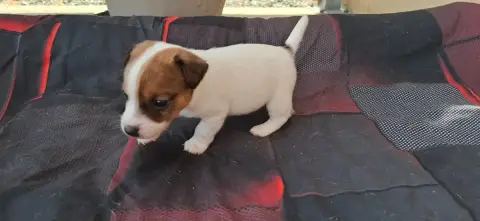 Jack Russell Terrier  Chiot 6 De L'Etang De Rochefort 08876