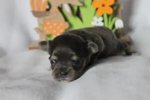 Chihuahua  Chiot N°1 Des Joyaux De La Sambre photo 2