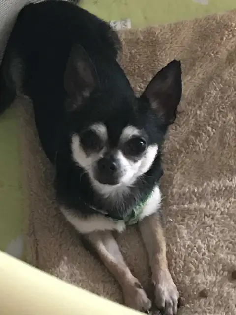 Chihuahua  Beauty Du Moulin Des Petits Gringos photo 3