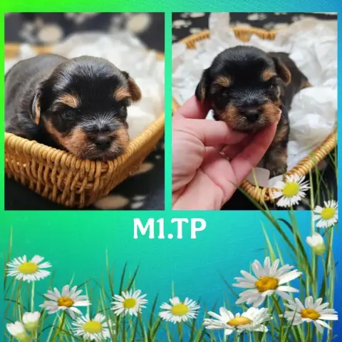 Yorkshire Terrier  Chiot 2 Des Pattes Impériales photo 3