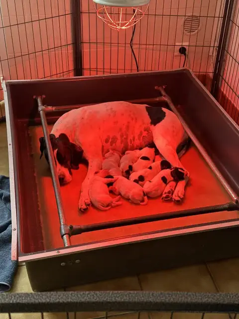 Adopter Pointer  Chiot 6 Du Bois Joalland