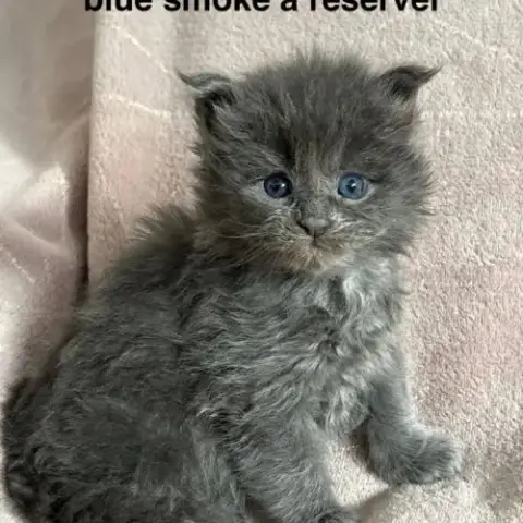 Chatons Maine Coon Mâle Et Femelles