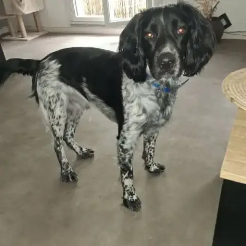 Chien Appy À L Adoption