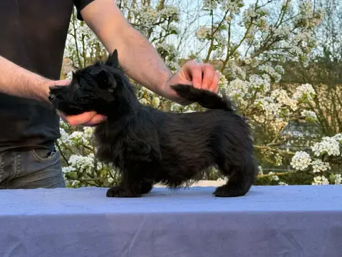 Scottish Terrier photo 2