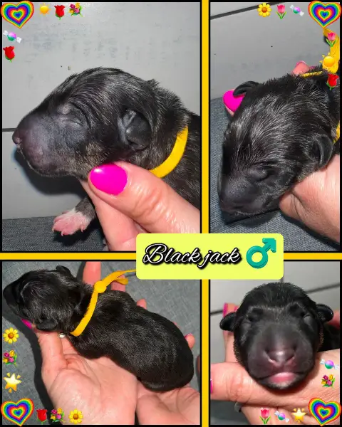 Adopter Bull Terrier Miniature 
                        Black ecfd8