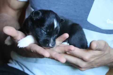 Laika De Iakoutie