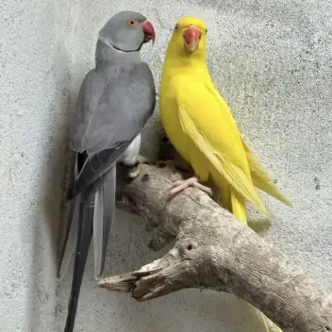 Couple Perruche À Collier