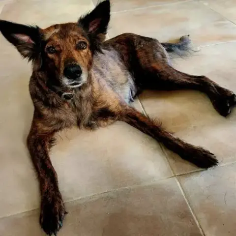 Zelda La Caline