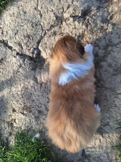 Shetland Sheepdog  Barbie photo 3