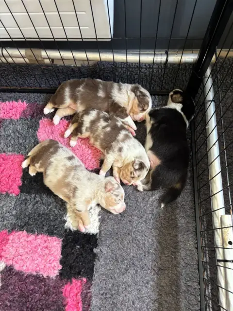 Berger Australien  Chiot N°7 Du Domaine Des Robes Sac 8ea7f photo 2