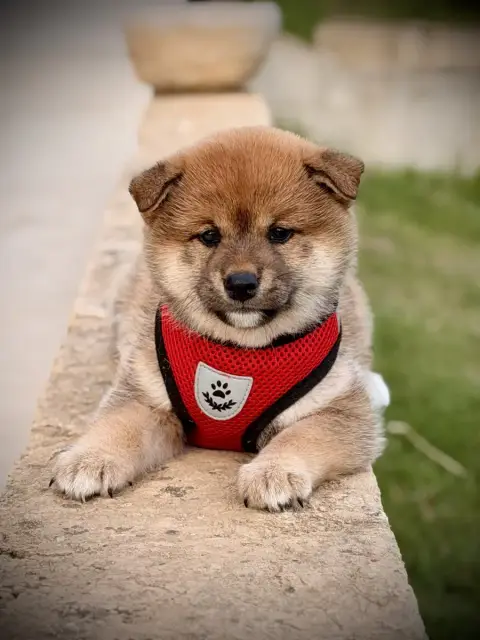 Shiba  Betty Born In Aulero