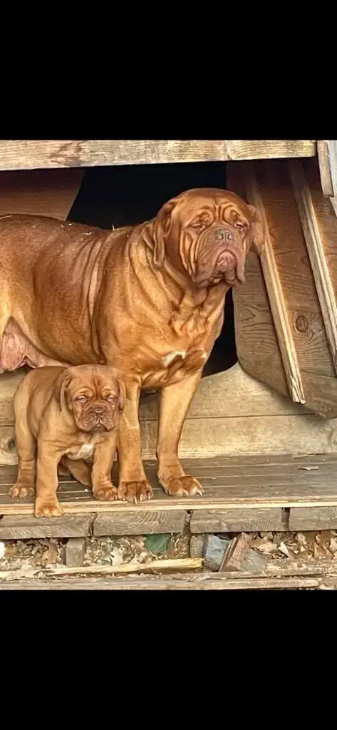 Dogue De Bordeaux  Bibi Des Gargans D'Or photo 3