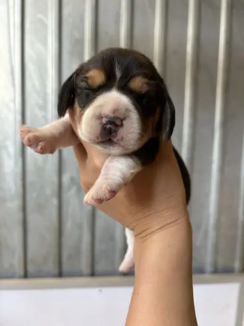 Beagle  Chiot N°2 De L’Echo Montois
