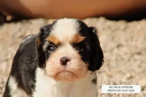 Cavalier King Charles Spaniel 
                       af686