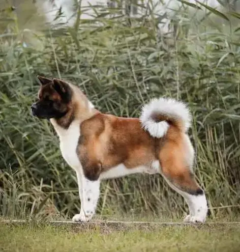 Akita Americain  Chiot N°3 Collier Vert Des Gardiens  c000b photo 2