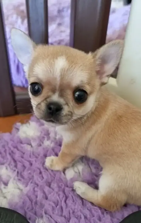 Chihuahua  Bobby De L'Arbre Des Batailles photo 3