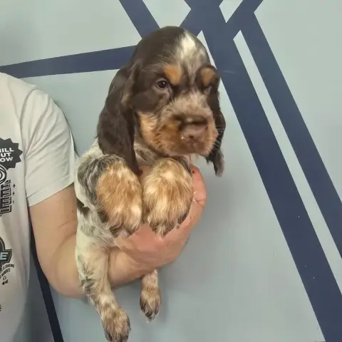 Cocker Spaniel Anglais  Baileys photo 2