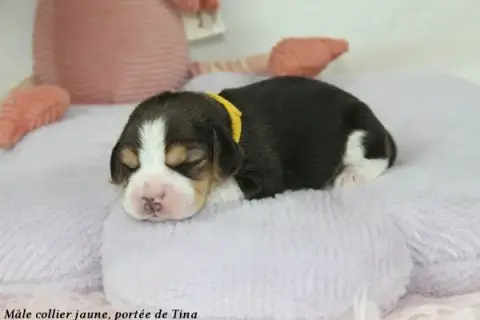 Beagle