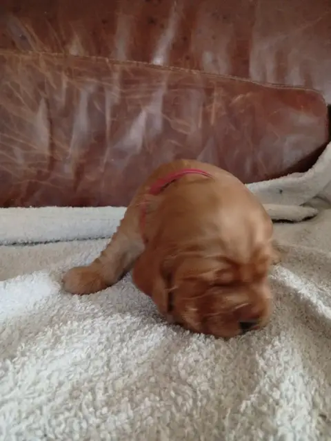 Cocker Spaniel Anglais photo 2