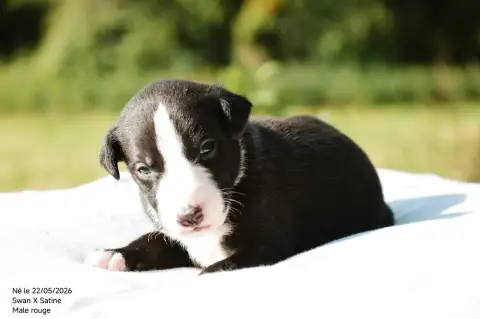 Whippet  Chiot N°3 Mady'N Alphysia