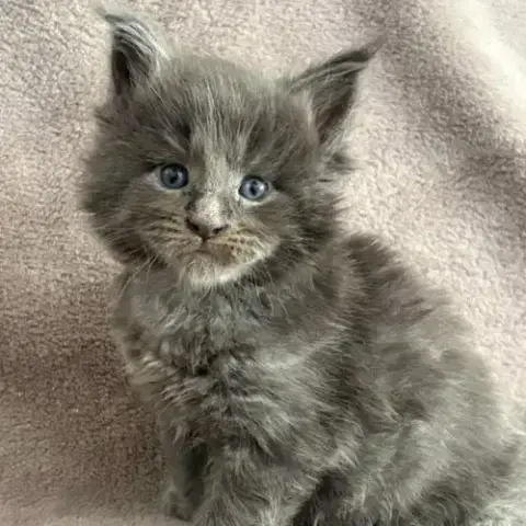 Chatons Maine Coon Mâle Et Femelle