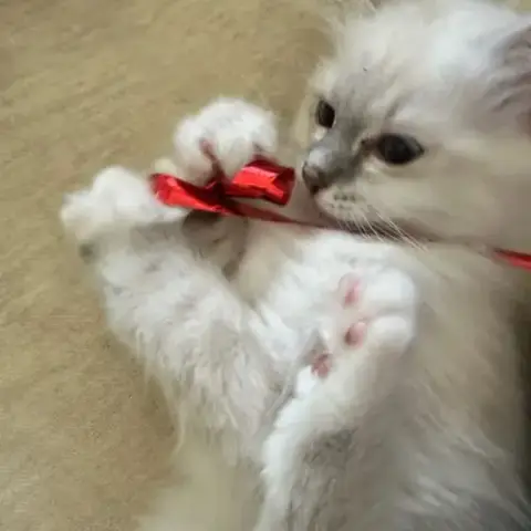 Vend Chaton Femelle Sacré De Birmanie